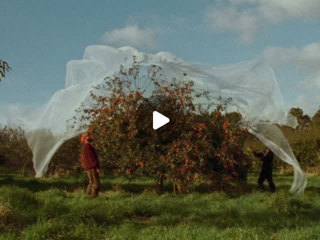 brontemarkwick — apples